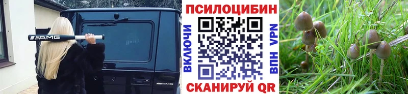 Галлюциногенные грибы Psilocybe  Богородицк 